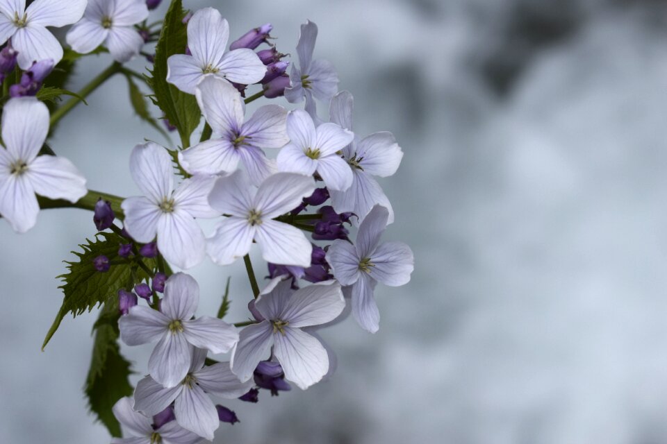 Tenderness fragrance flowers