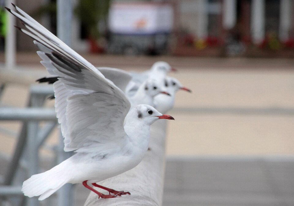 Water bird water bird