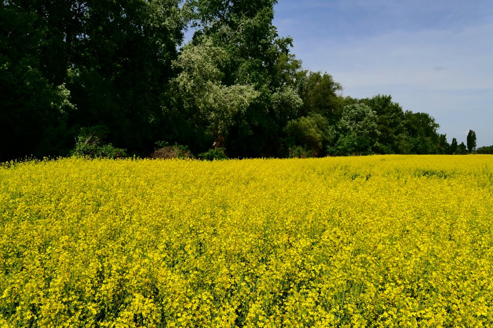 Field country agriculture
