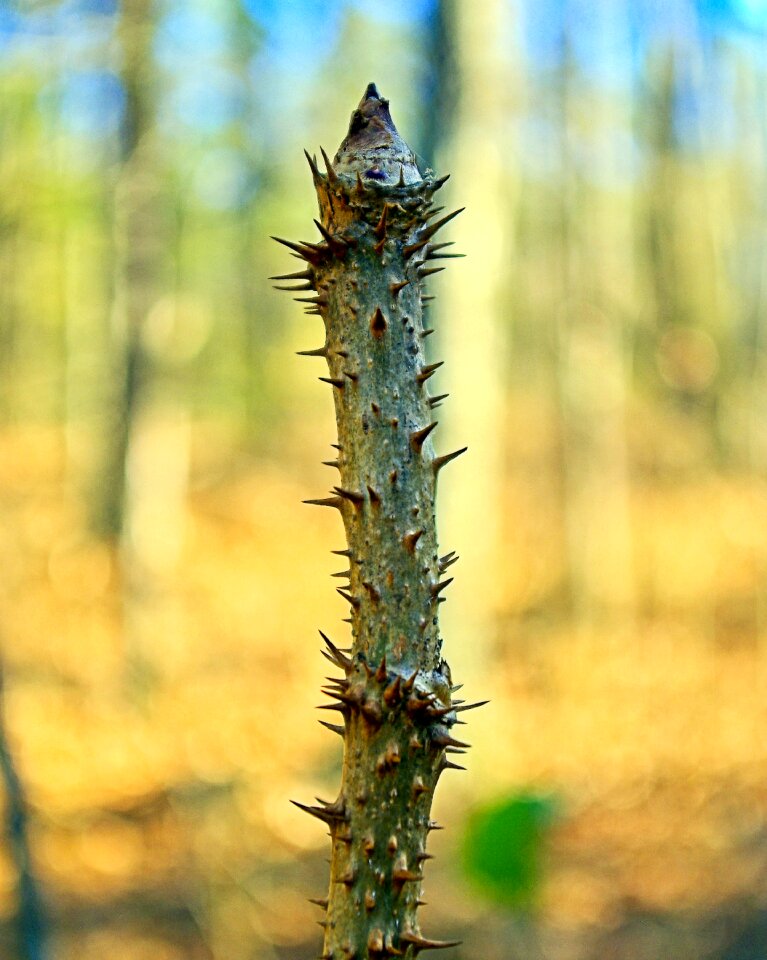 Flora botany thorns