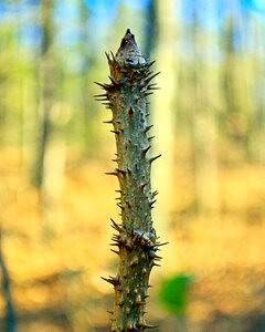 Flora botany thorns photo