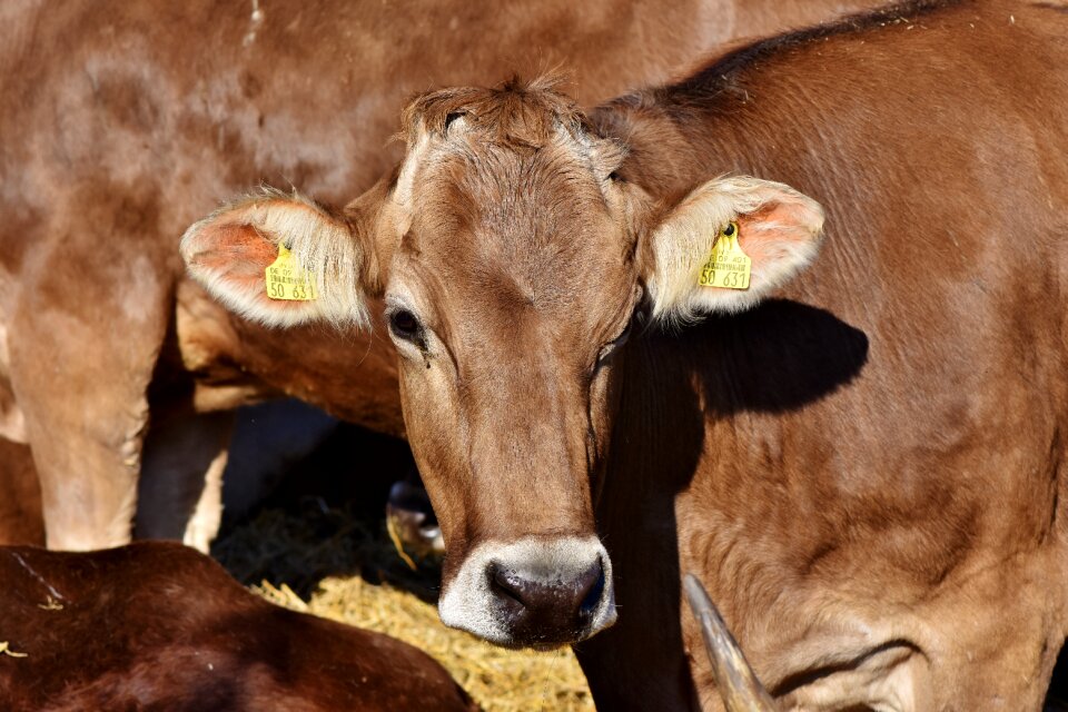 Cattle livestock farm photo