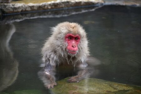 Snow monkey hot springs open-air bath photo
