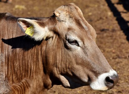 Cattle livestock ruminant photo