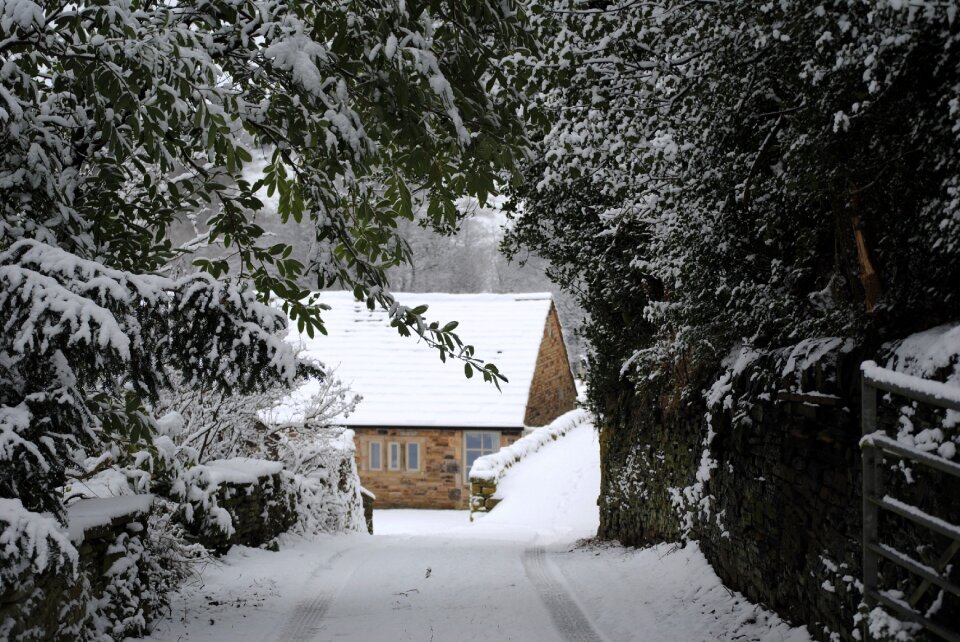 Nature wintry trees photo