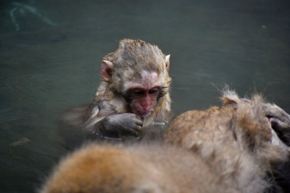 Snow monkey hot springs open-air bath