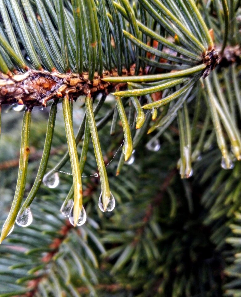 Nature tree rain