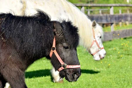Black small horse breed