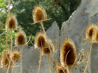 Wild teasel thistle dipsacus fullonum photo