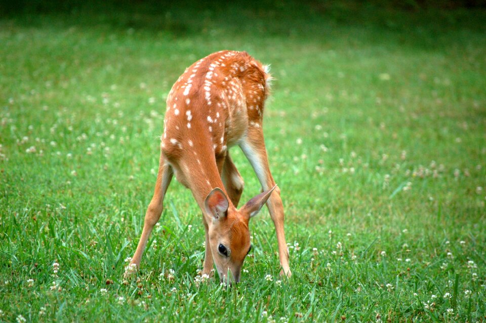 Mammal wild spotted