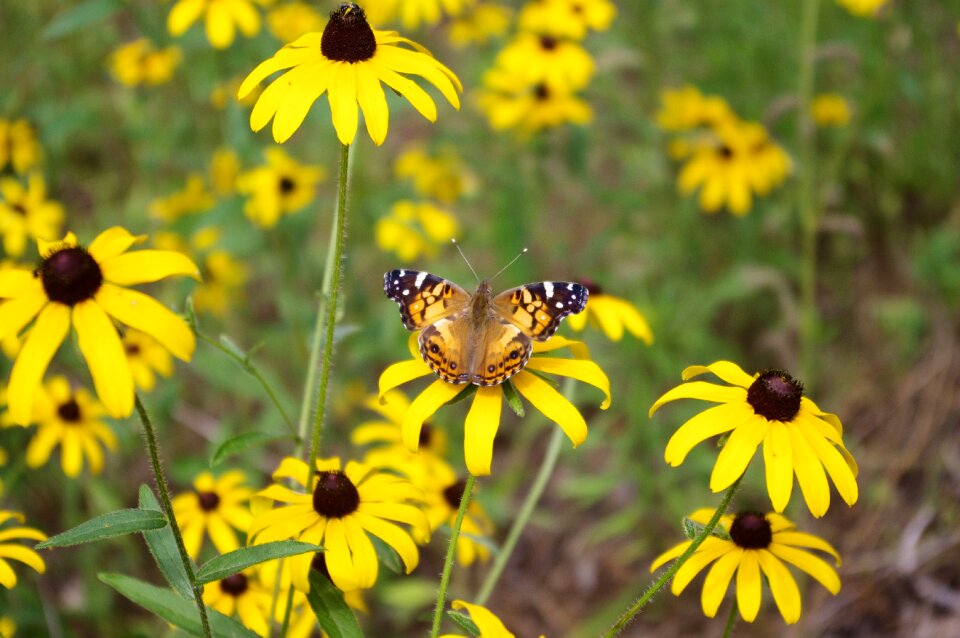 Rudbeckia hirta rudbeckia hirta