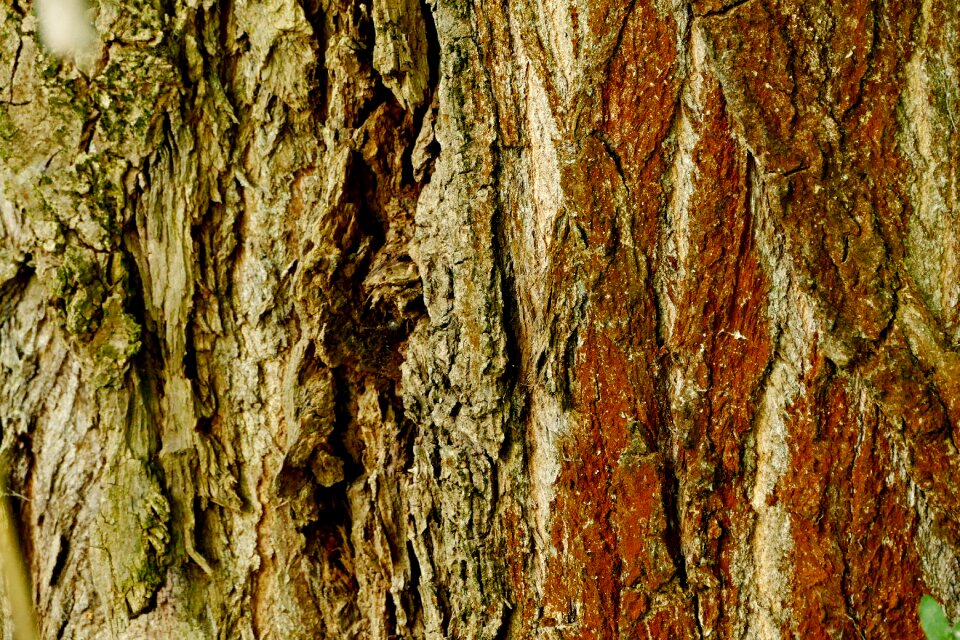 Structure nature wooden