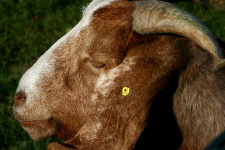 Livestock goat's head horns photo