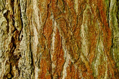 Tree bark structure photo