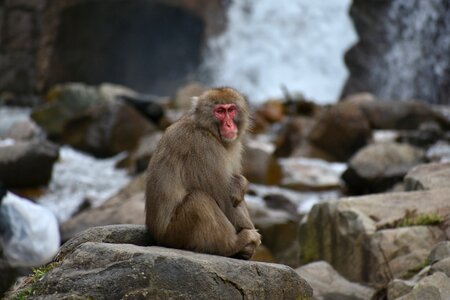 Snow monkey hot springs river photo