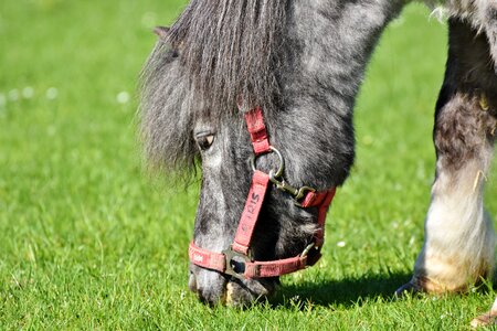 Grey small horse breed