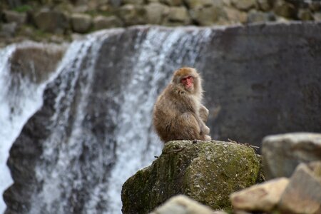 Snow monkey hot springs river photo