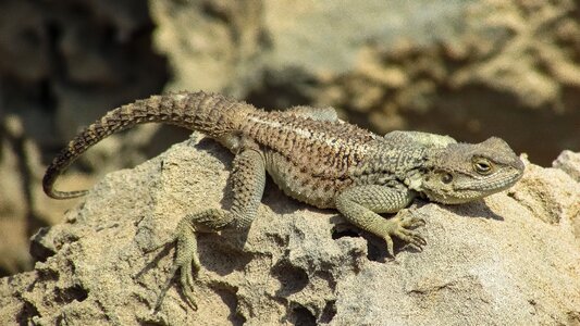 Wildlife animal stellagama stellio cypriaca