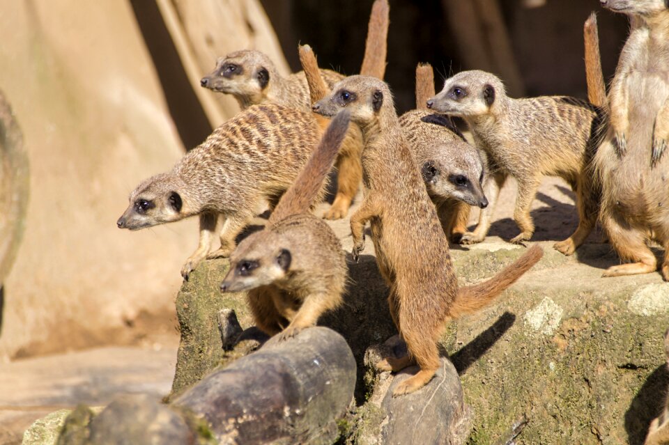 Group zoo animal world