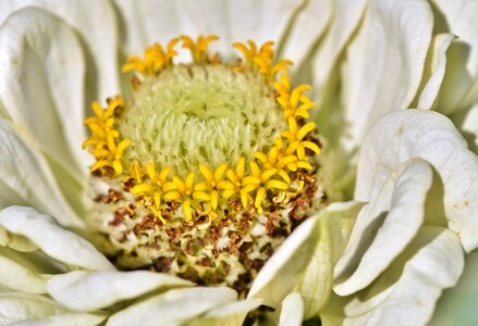 Bloom flower plant