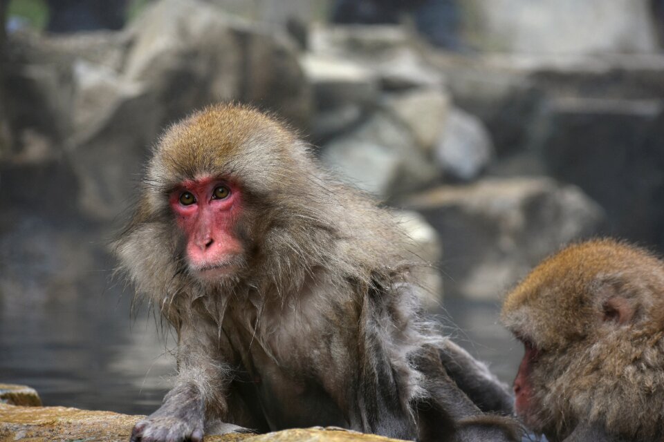 Snow monkey hot springs open-air bath