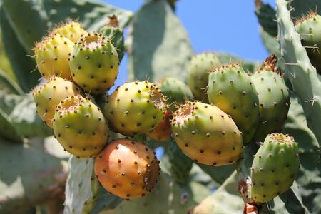 Fruits summer mediterranean