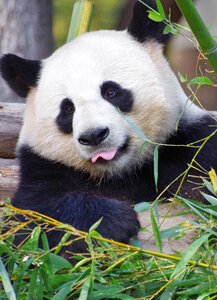 China endangered mammal