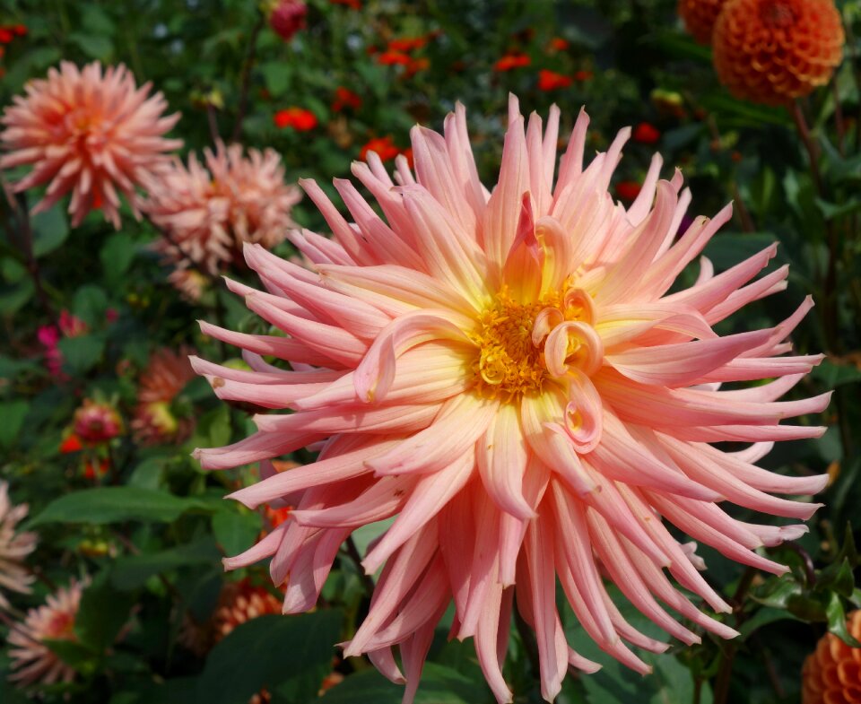 Blossom bloom plant