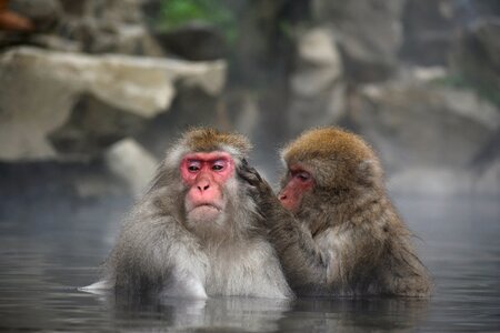 Snow monkey hot springs open-air bath