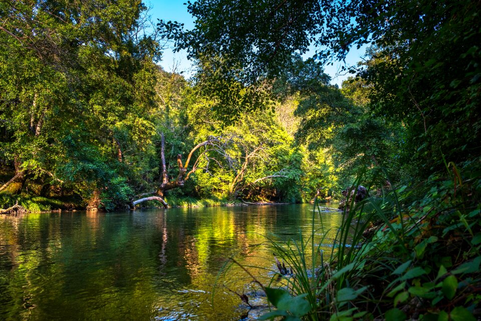 Nature flow jungle