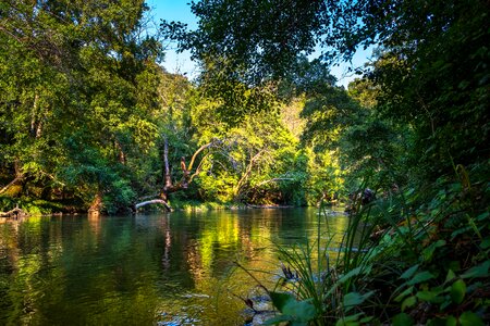 Nature flow jungle