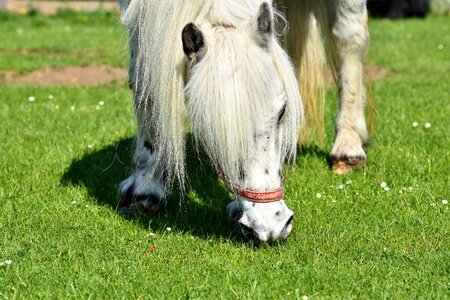 Grey small horse breed