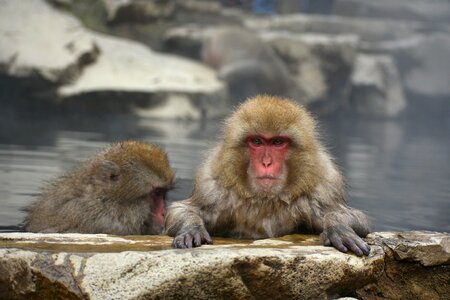 Snow monkey hot springs open-air bath