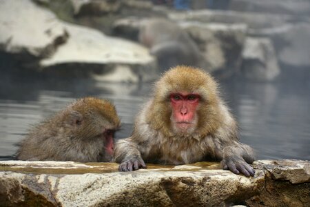 Snow monkey hot springs open-air bath photo