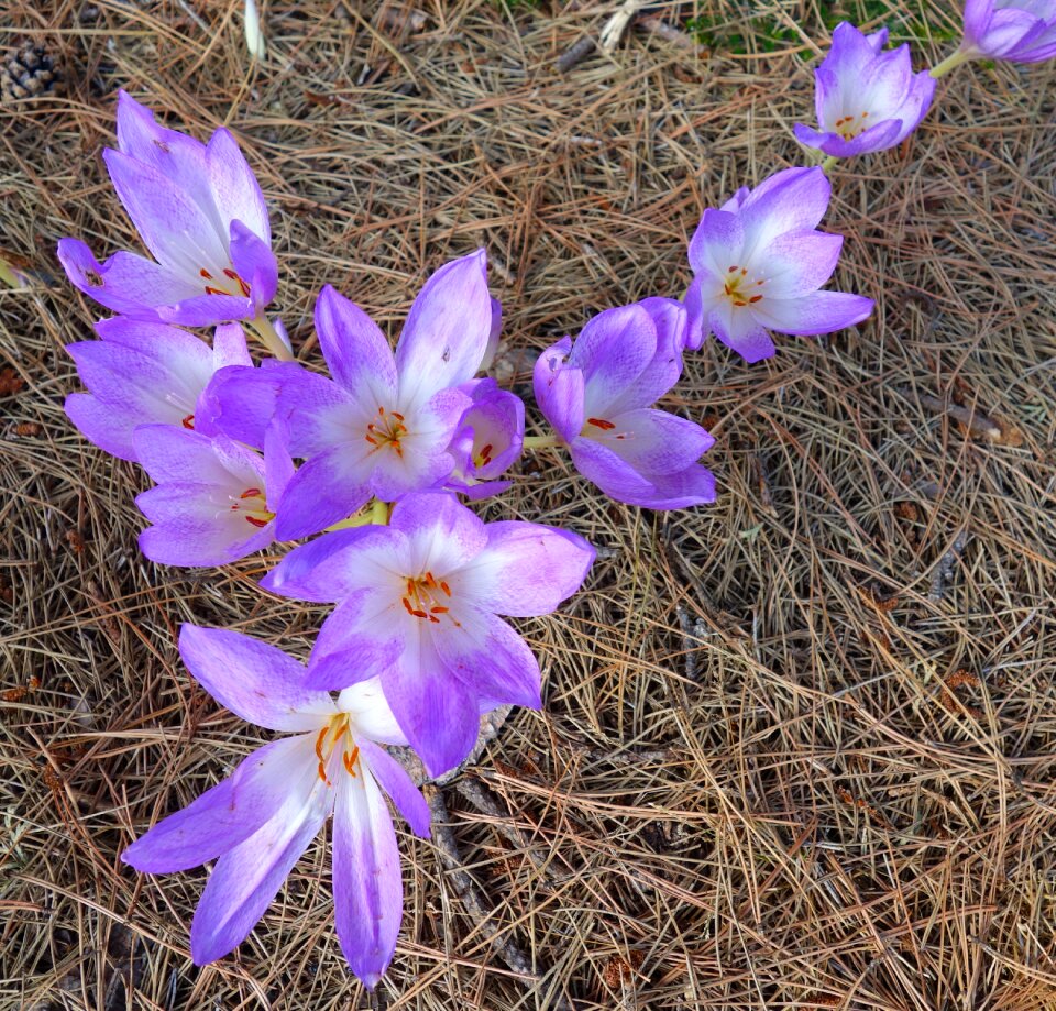 Toxic plant blossom