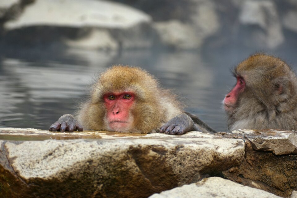 Snow monkey hot springs open-air bath