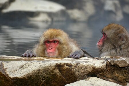 Snow monkey hot springs open-air bath photo
