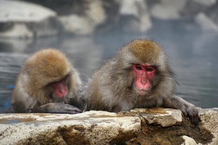 Snow monkey hot springs open-air bath photo