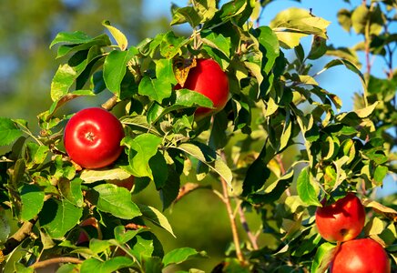 Fruit bright red ripe