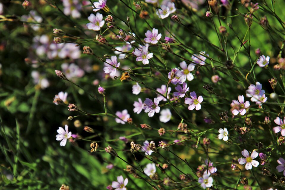 Flourishing garden flowering