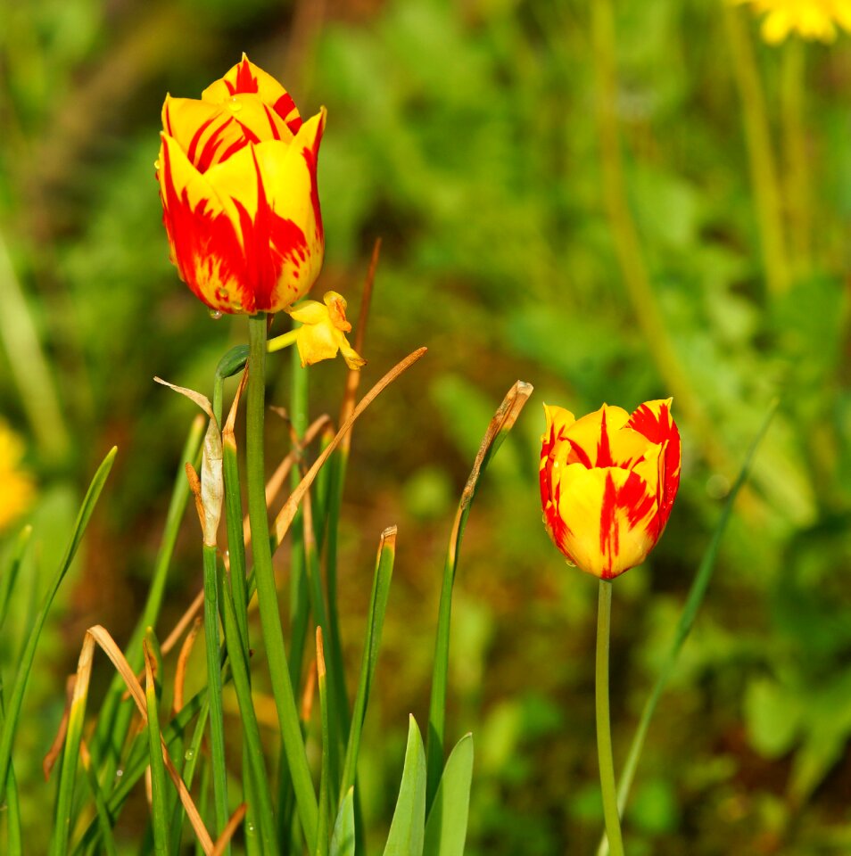 Plant bright tulip