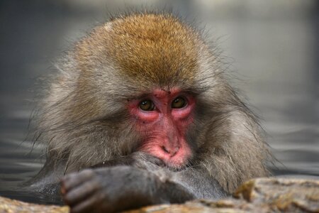 Snow monkey hot springs open-air bath photo