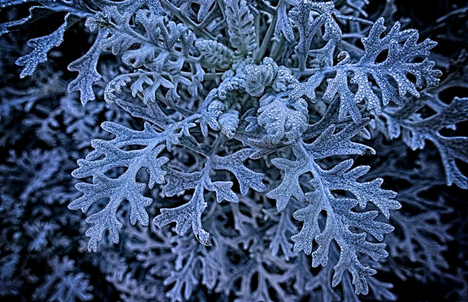 Garden close up botany