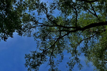 Foliage blue sky