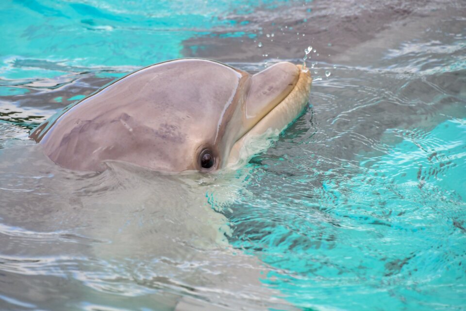 Marine mammal cetacean animal