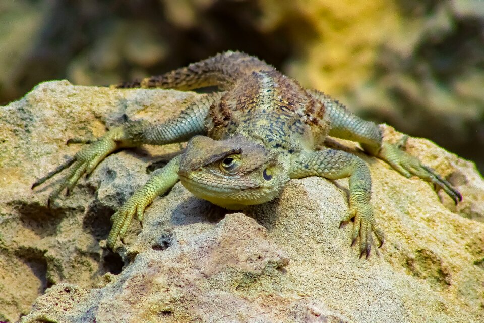 Wildlife animal stellagama stellio cypriaca