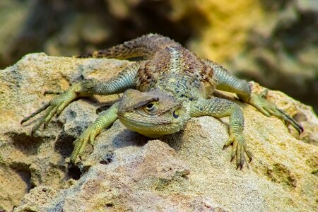 Wildlife animal stellagama stellio cypriaca
