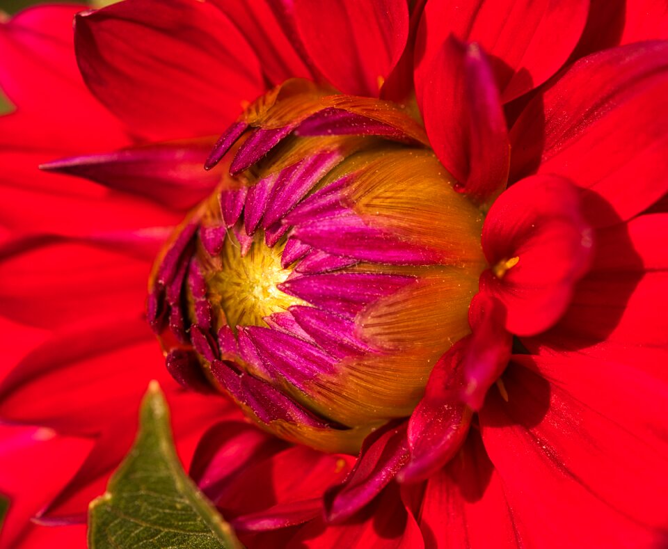 Bloom nature flower