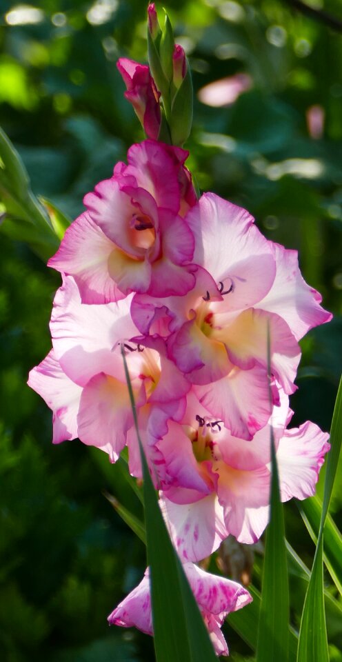 Gladiolus red white light