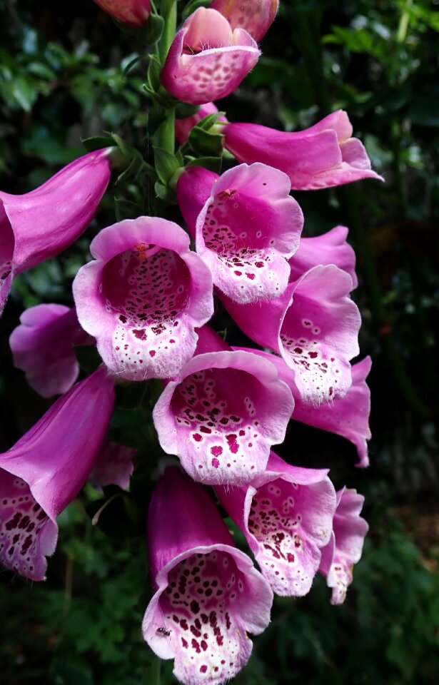 Plant garden nature